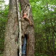 In the Wizard's Tree